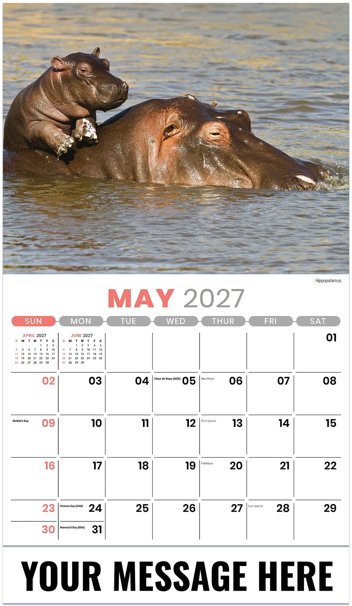 International-Wildlife 2027 May