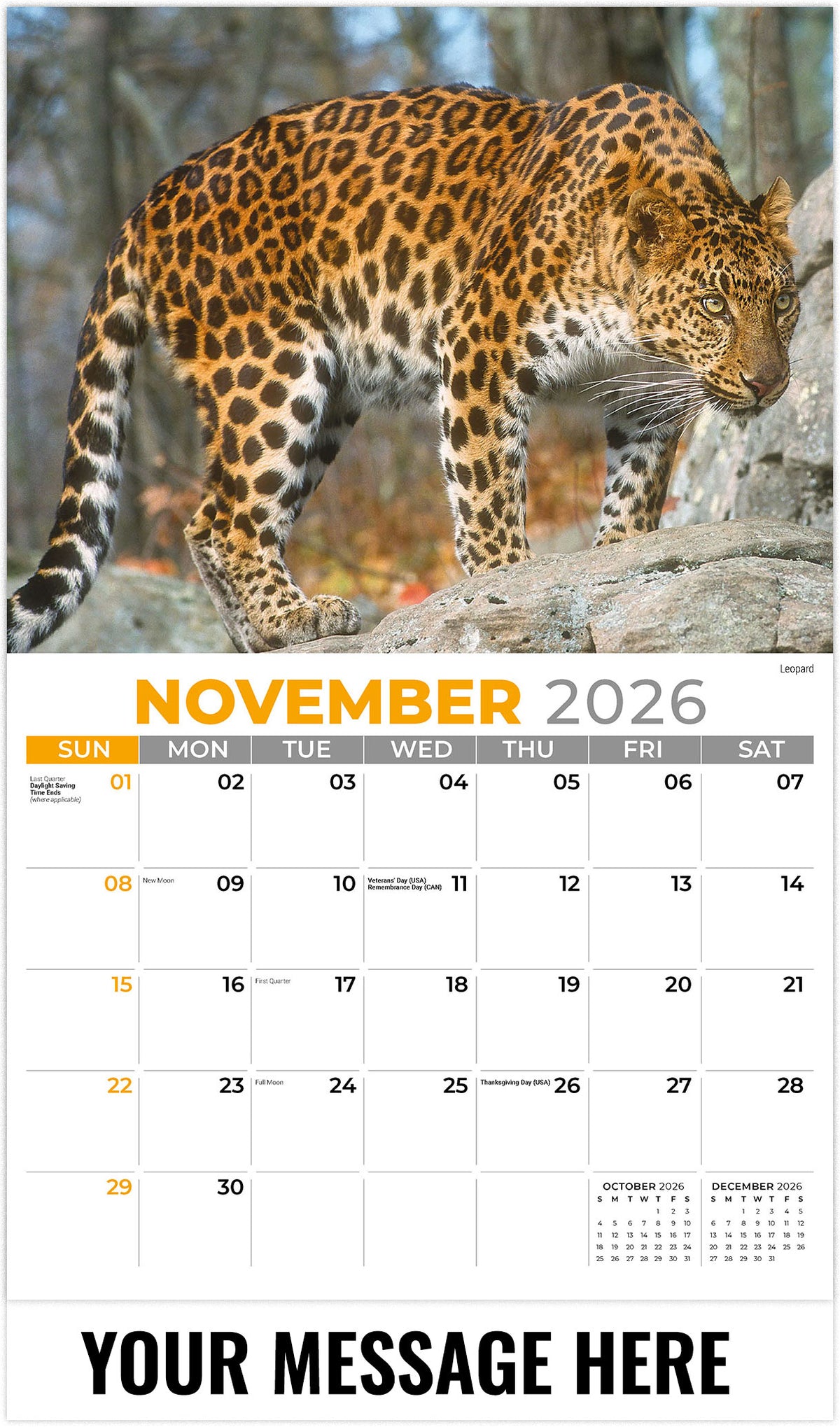 International-Wildlife 2026 November