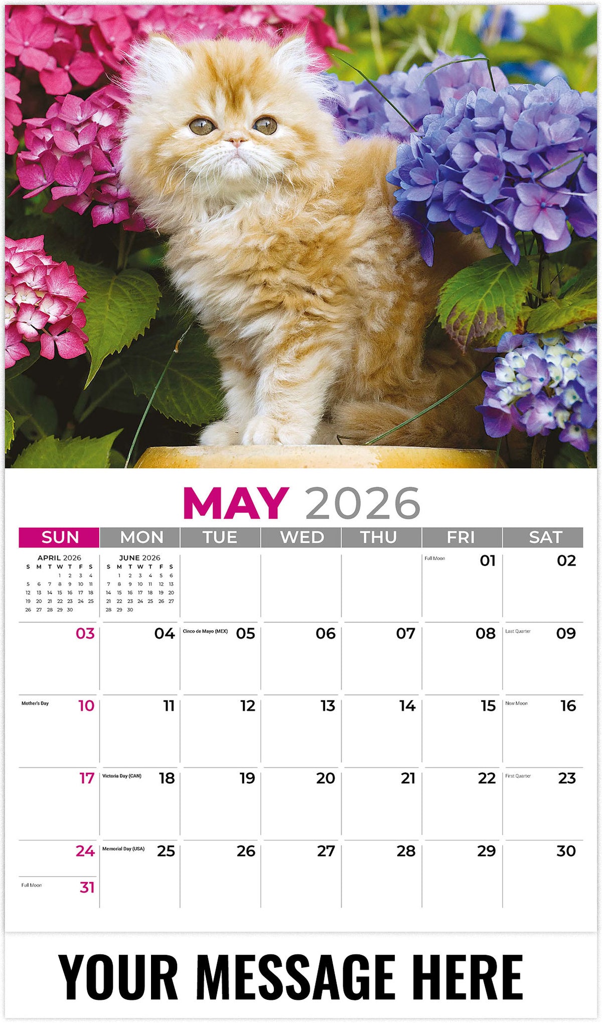 Kittens 2026 May